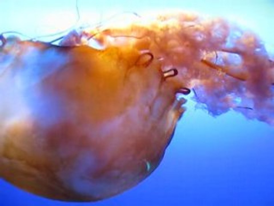 jellyfish
