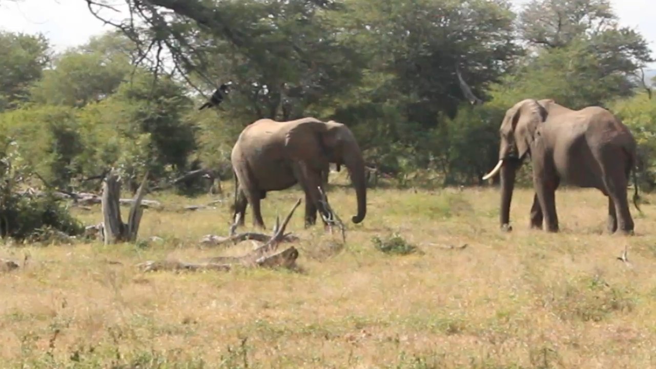 Thirty seconds with elephants