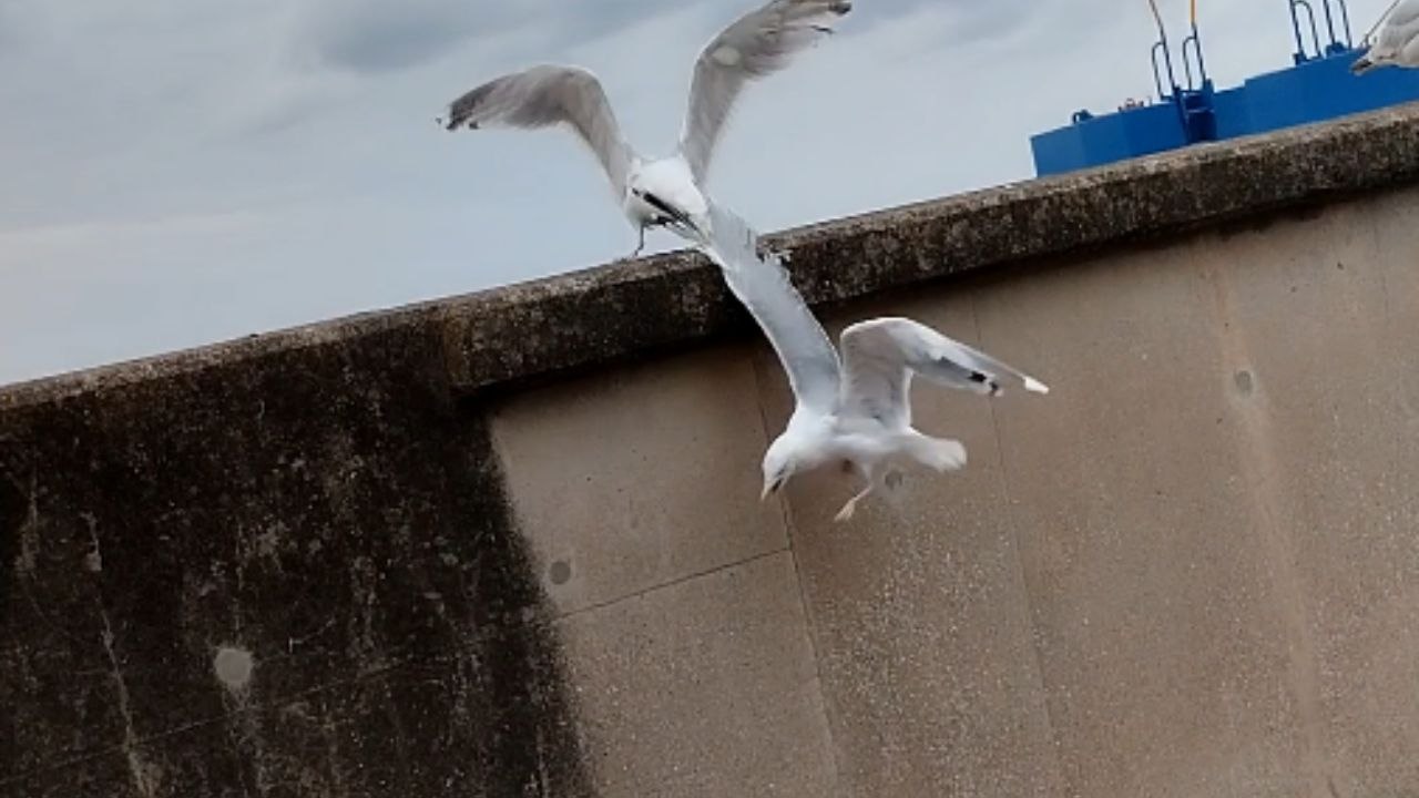 Heroic Seagull Rescues Companion from Dangerous Plummet