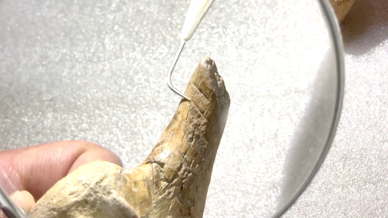 2024 armadillo bone marks hint at earliest humans in South America