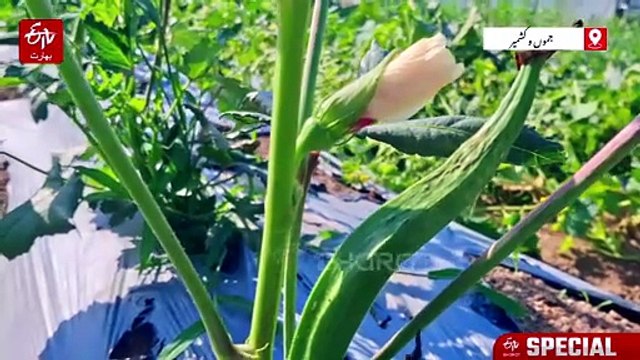 اننت ناگ کے محسن نذیر کی کامیابی کی نئی مثال،ایک سال میں زرعی فارم 10 کنال سے 60 کنال تک وسیع