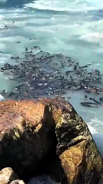 Hundreds Of Northern Fur Seal Pups Shelter In Coves In The Farallon Islands, USA 🌊🦭