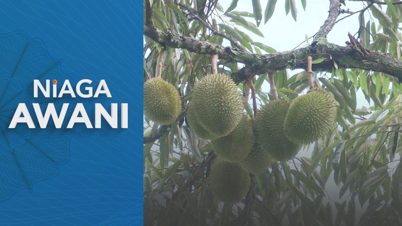 Import durian dari Thailand catat penurunan 35.67 peratus
