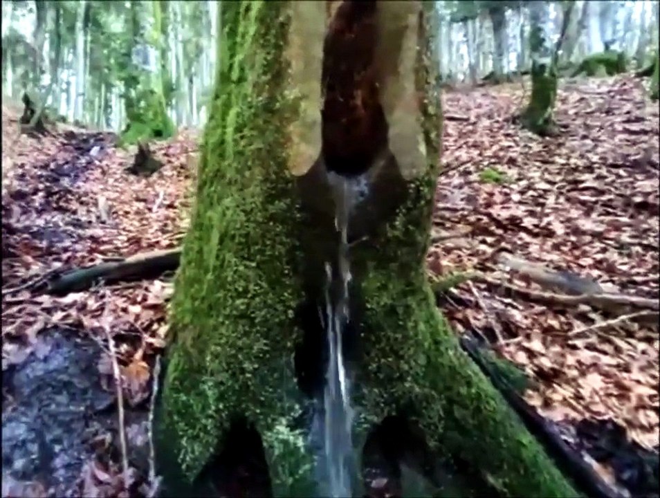 Arbre fontaine, de l'eau coule du tronc