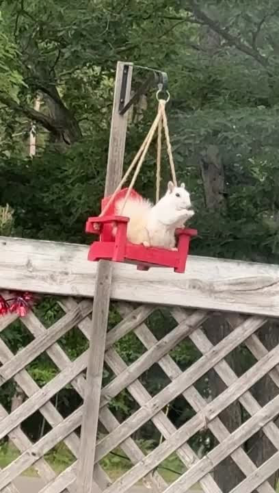 White Squirrel Enjoys Snack on Tiny Swing Chair