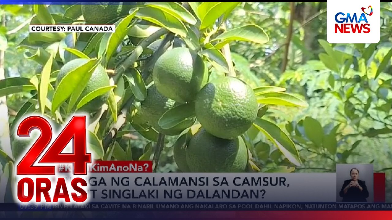 Bunga ng calamansi sa CamSur, bakit singlaki ng dalandan? | 24 Oras