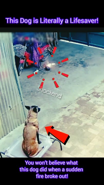 Real-Life Hero: Dog Cuts Power to Stop Electrical Fire!