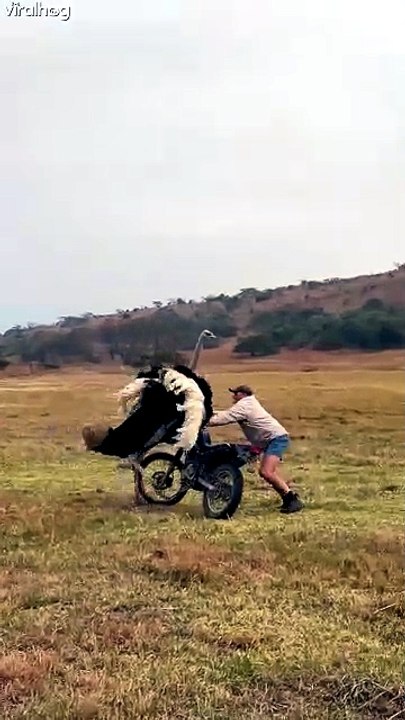 Un homme stoppe une autruche agressive à coups de claques lors d’une sortie chasse en Afrique du Sud
