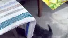 cagnolino