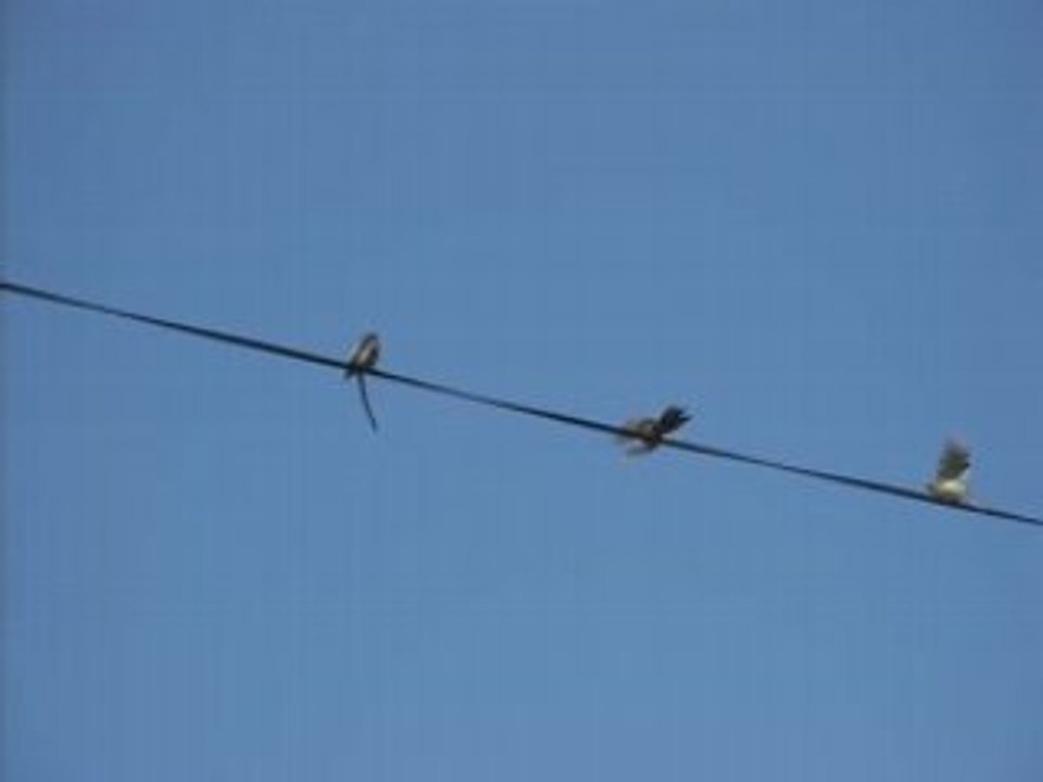 Vieilles chansons traditionnelles la p'tite hirondelle