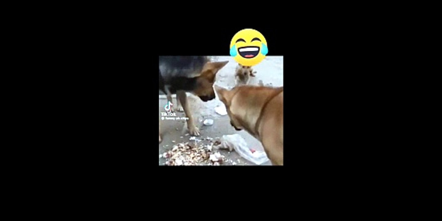 dog fraud for eating food funny video