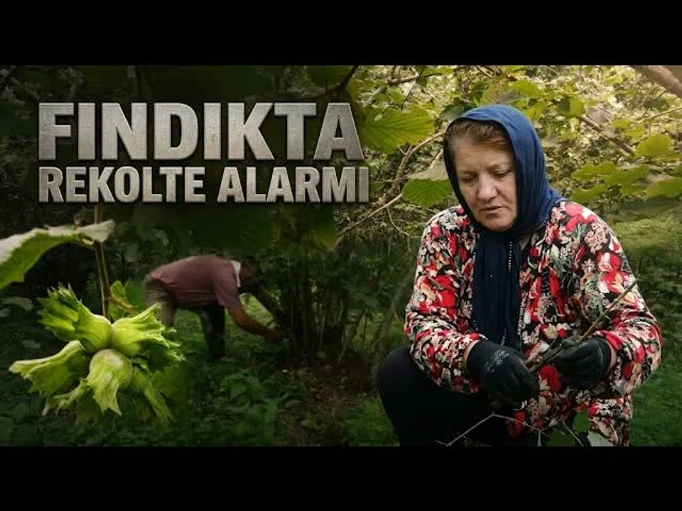 Bahçelerde Gizli Tehlike! Fındıkta Rekolteyi Düşüren Etkenler Ortaya Çıktı