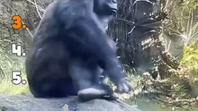 These gorilla moments are PRICELESS 🤣 #funny #viral #shorts #gorilla #moments