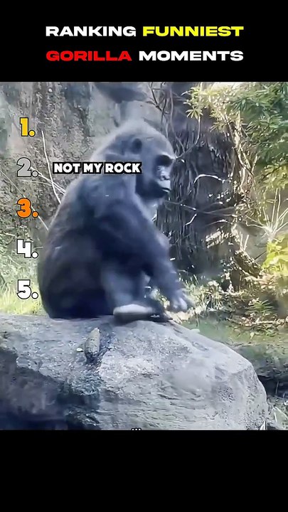 These gorilla moments are PRICELESS 🤣 #funny #viral #shorts #gorilla #moments