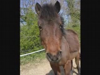 Les ecuries de Pilorges