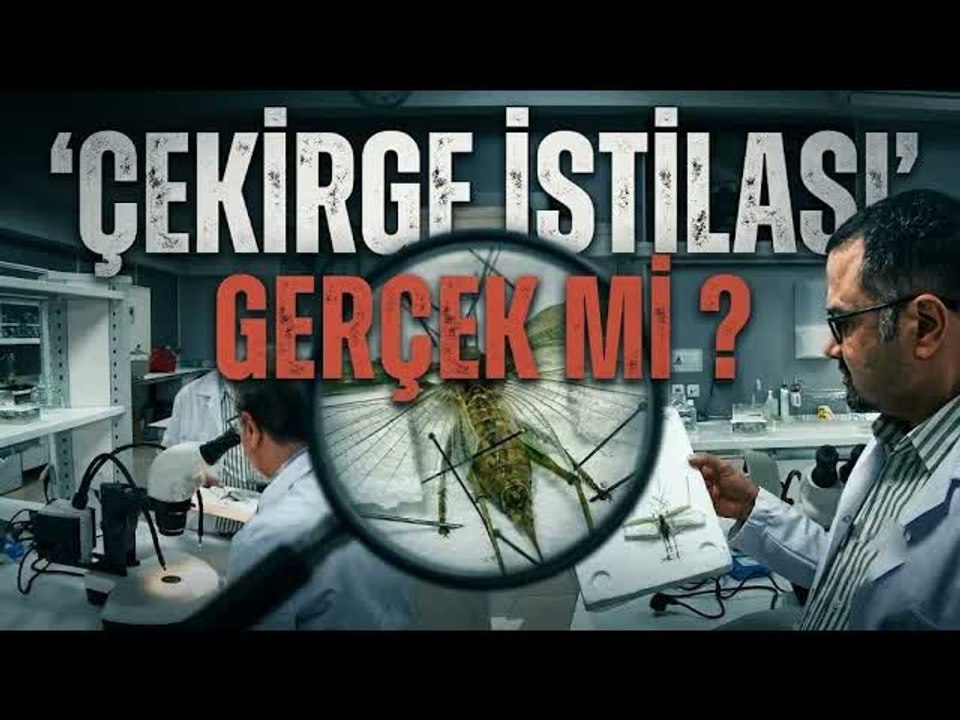 Çekirgelerden Korkmalı mıyız?  Uzmanı Tüm Merak Edilenleri Açıkladı
