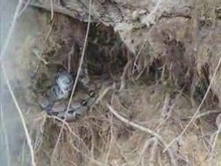 Boa Constrictor Eating An Iguana