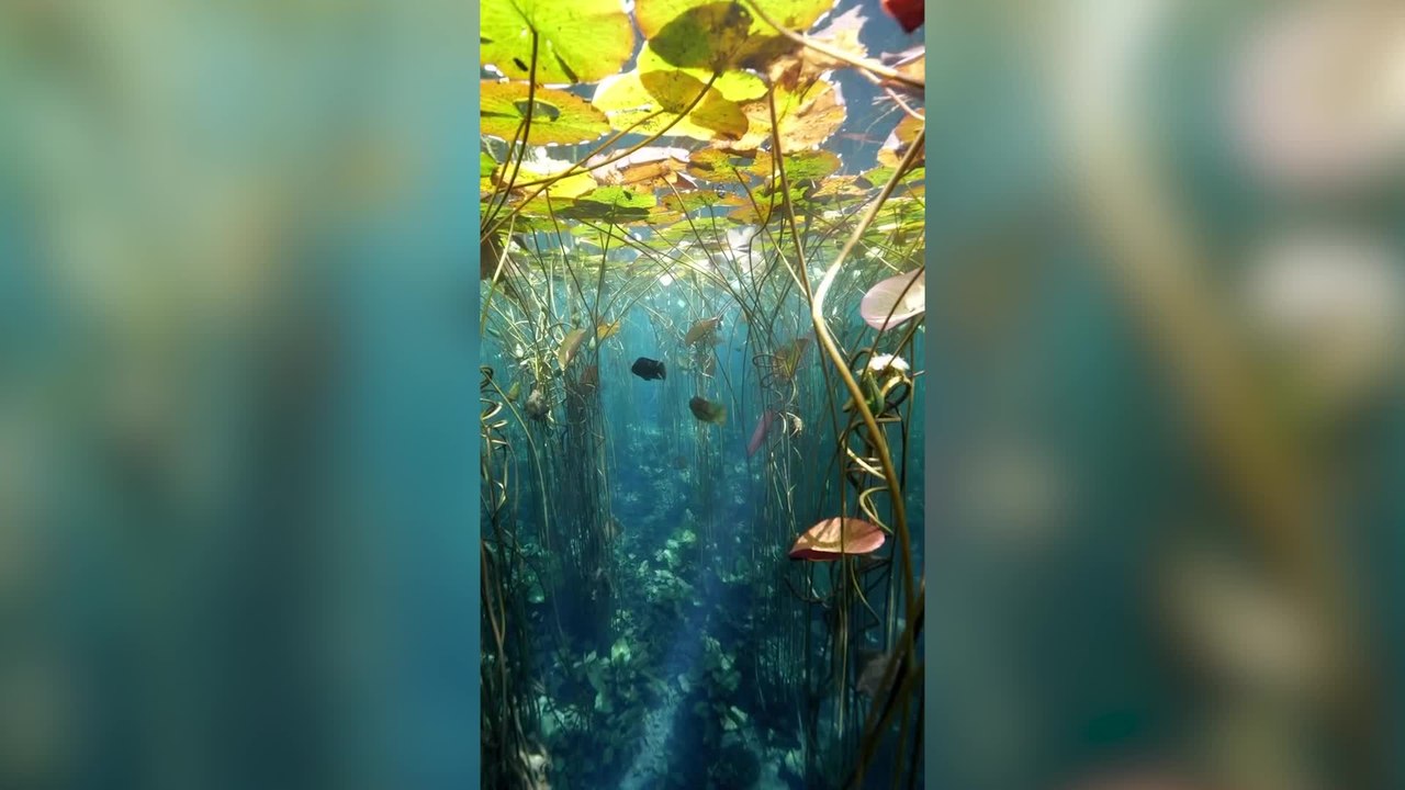 Woman Close Encounters Sealife in the Kelp Forest