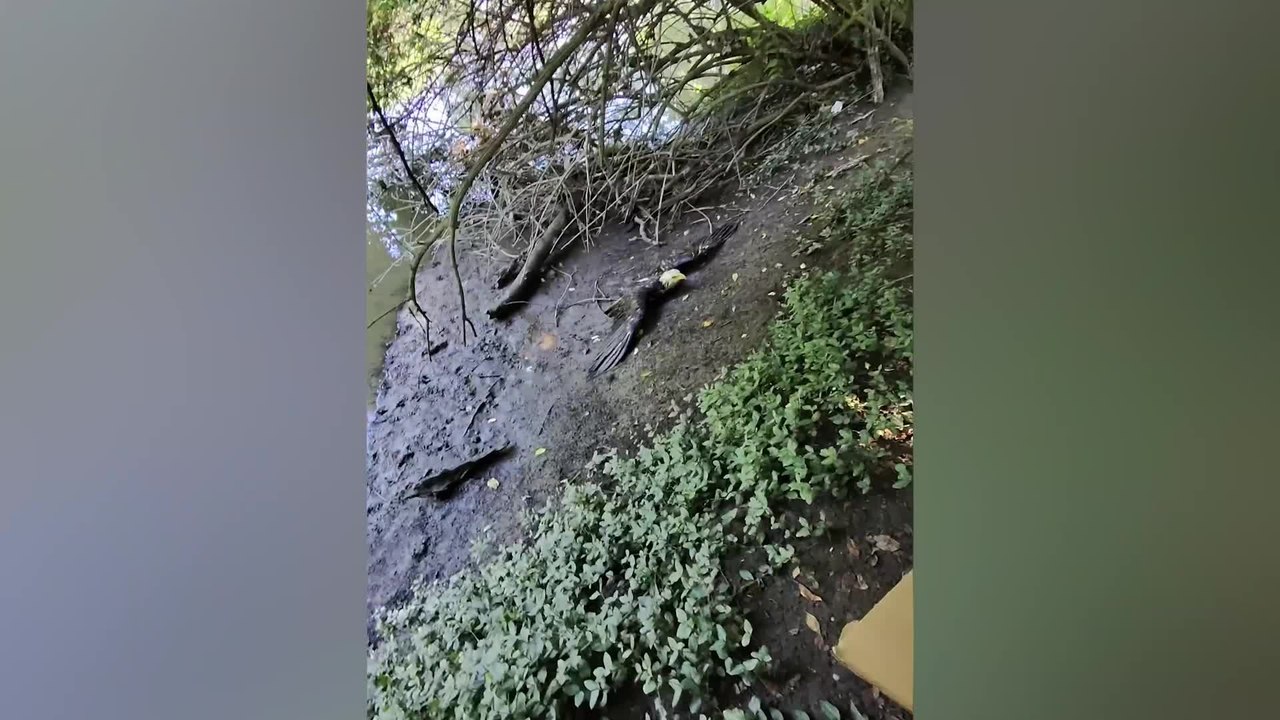Dog Walk Turns Into Bald Eagle Rescue on Riverbank
