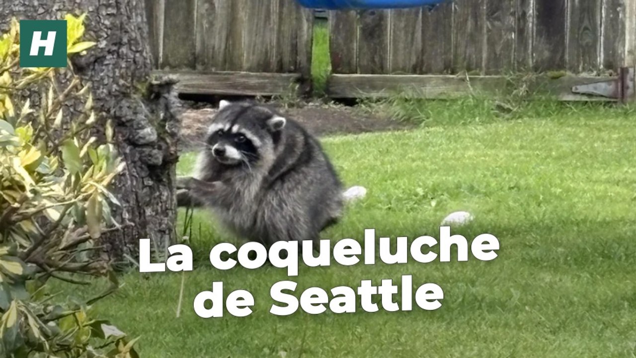 La particularité physique de ce raton-laveur a fait de lui une star des réseaux sociaux