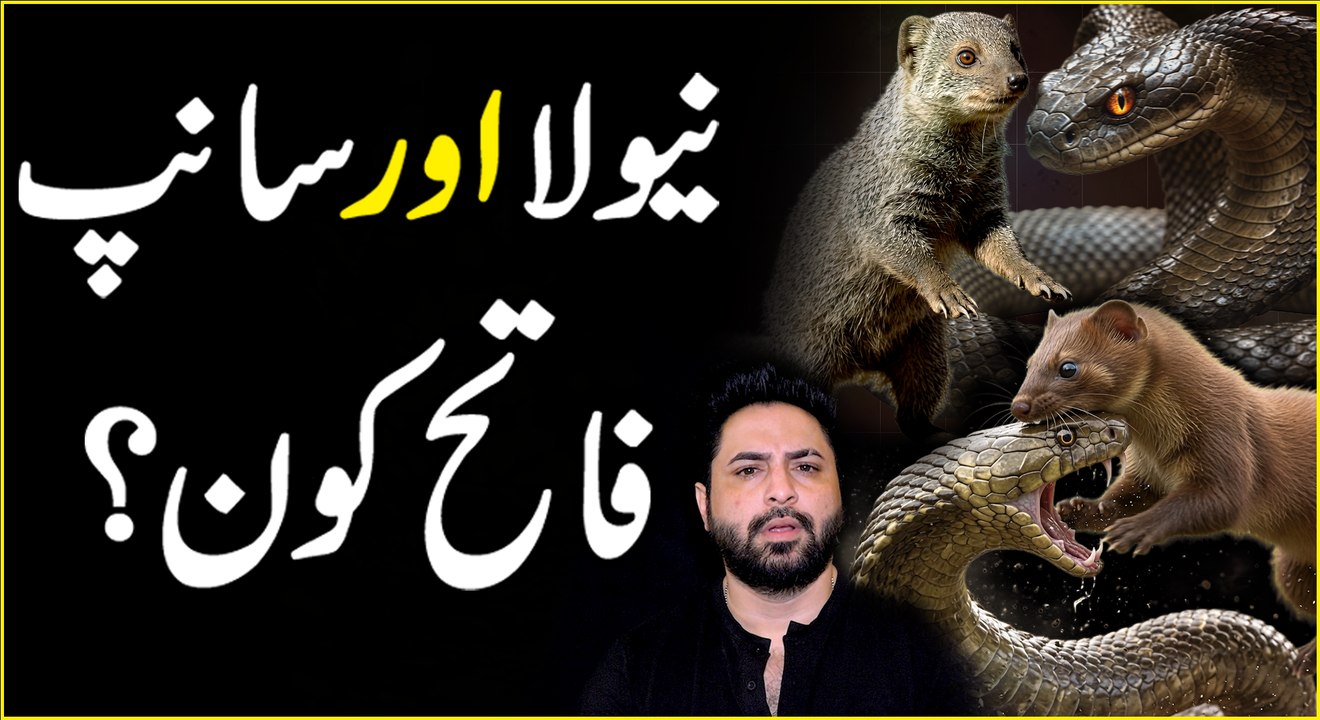 Nevla Aur Saanp... 🐍 #YasirShami #WildLife #AnimalRights #InformativeVideos #WildLifePakistan