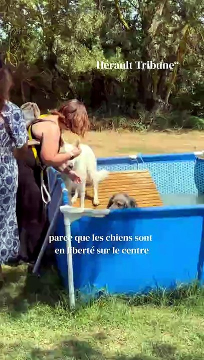 Occi’Cani Aqua, centre aquatique 100% dédié aux chiens à Villeneuve-lès-Béziers