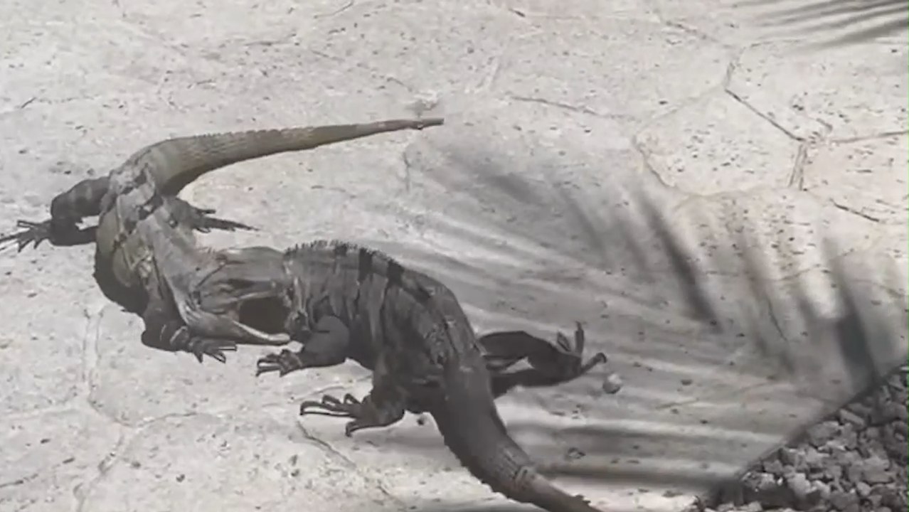 Shocking Encounter Sparks Intense Battle Between Iguanas