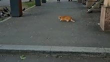Хищники на улицах Москвы! Будьте осторожны ⚠️ #зизишкакэт #cat #зизечка #кот #хищник #смешное