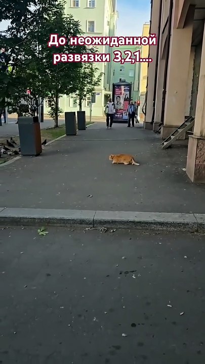 Хищники на улицах Москвы! Будьте осторожны ⚠️ #зизишкакэт #cat #зизечка #кот #хищник #смешное