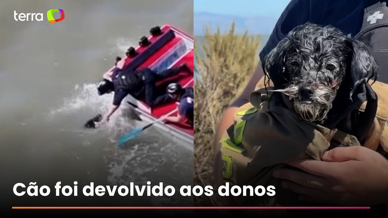 Cachorro desaparecido é resgatado após ser encontrado nadando na Baía de São Francisco