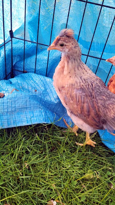 Everybody knows the best feeding spot is the corner behind the bucket! | #SparklegleamFarm #Francisco #Scootaltoo #homestead #chicken #farmanimals #soft #cute
