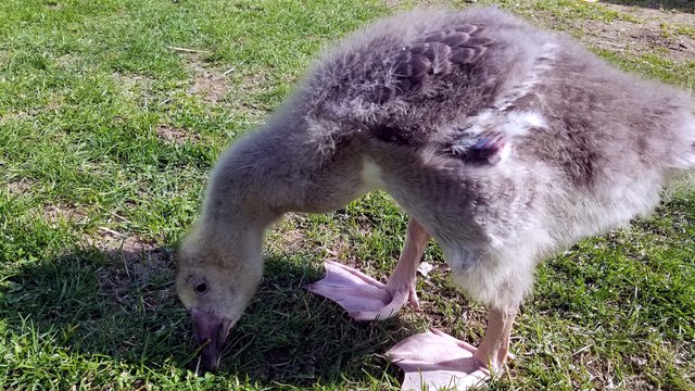 Baby Tooey thoroughly searching the ground for delicacies. | #SparklegleamFarm #Tooey #farm #Lemongrab #goose #farmanimals #UNACCEPTABLE #cute
