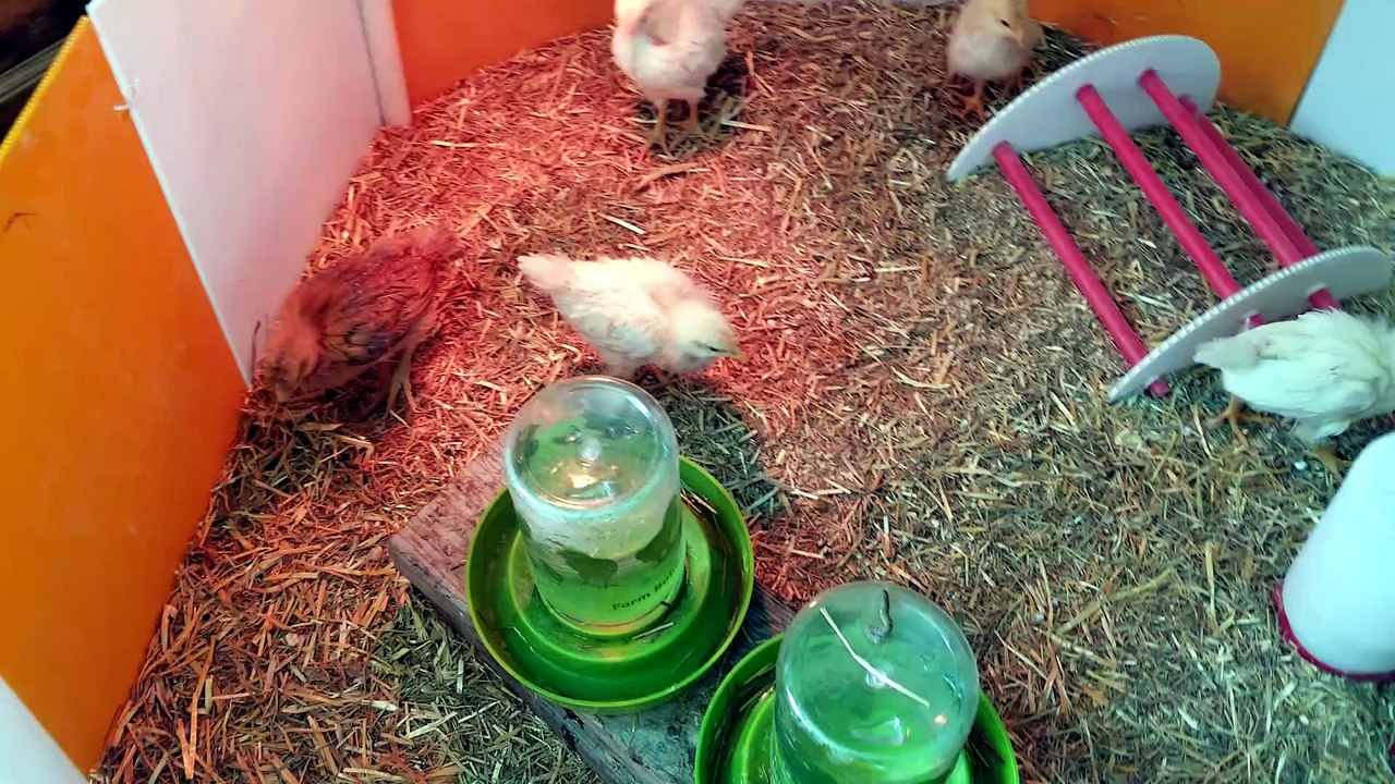 Brooder status: rapid growth. Chicken status: "cheep cheep". | #SparklegleamFarm #Chicken #farm #farmanimals #cute