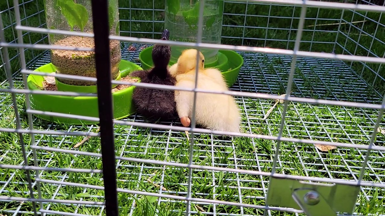 DVD helps preen MTM in exchange for some of her water. | #SparklegleamFarm #DickVanDuck #MTM #MaryTylerMolt #DVD #farm #ducks #farmanimals #soft #cute
