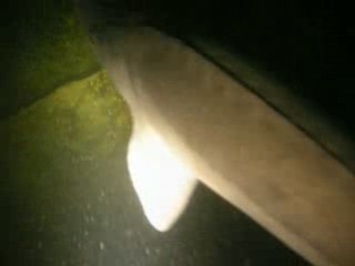 Esturgeon carrière becon 06.07.08