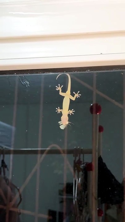 House Gecko Lizard Hunting insect 🦎🦗 #reptile #shorts