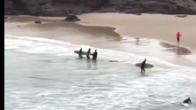 Shark Attack in Cabarita Beach, NSW, Australia