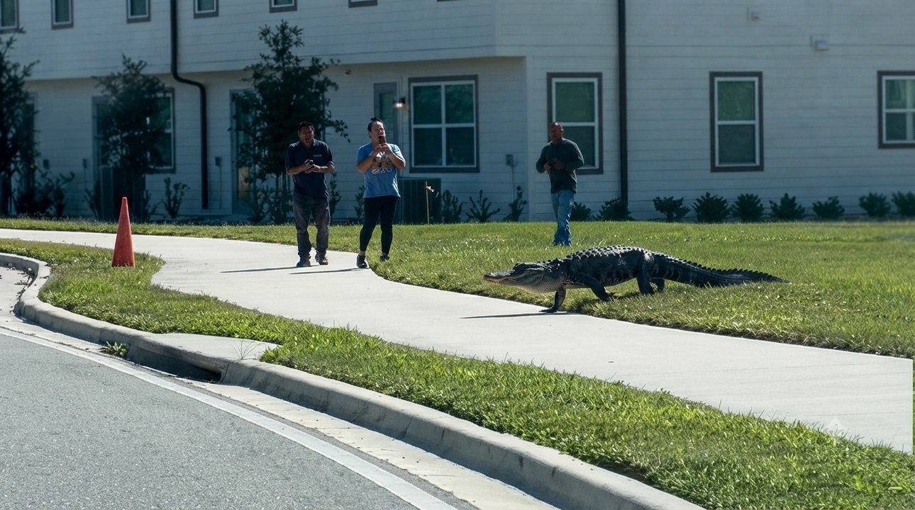 Unbelievable Alligator Takes Over Quiet Neighborhood Street