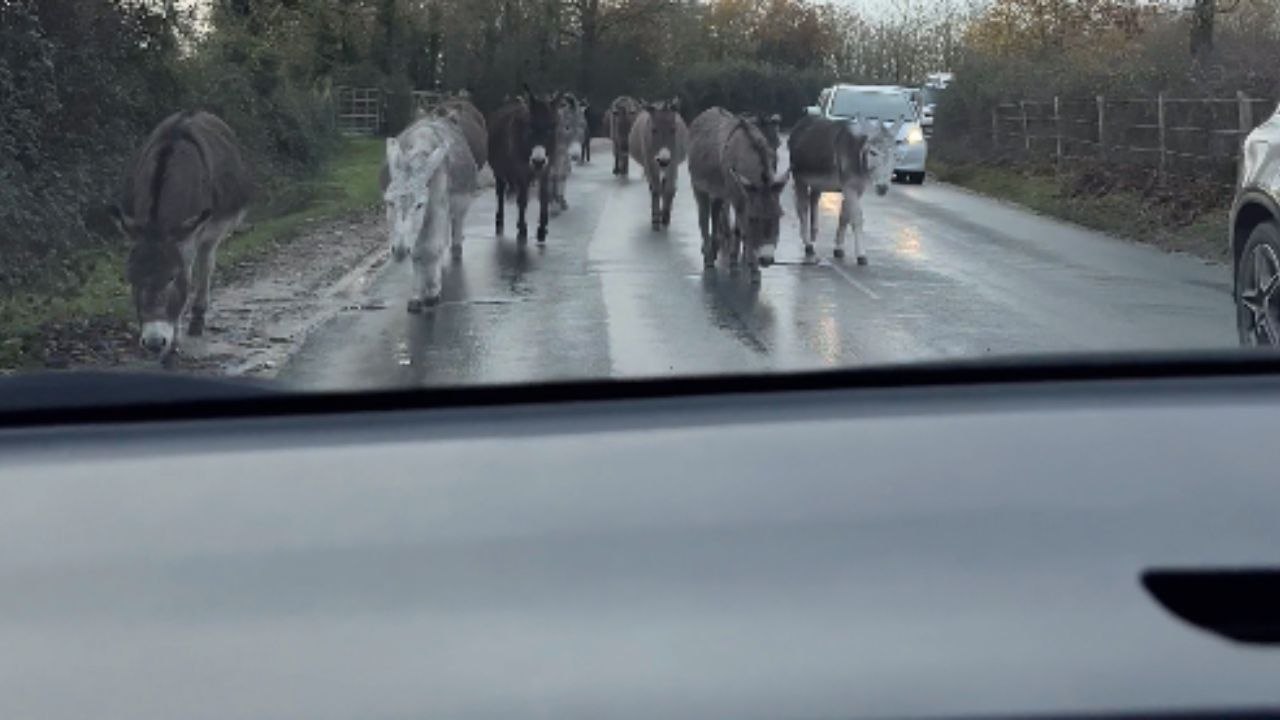 Charming Donkeys Unexpectedly Approach Woman in Vehicle