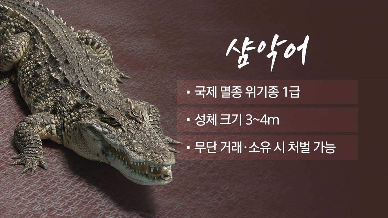 여주 50㎝ 악어, 알고 보니 '국제 멸종위기종' [앵커리포트] / YTN