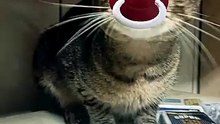 Ele tá te vendo passar sem curtir! 😾🍼 | Gato Debochado