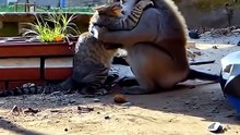 A Guerra Silenciosa do Quintal Gato vs Macaco #ConfrontoAnimal #TensãoNoQuintal #NaturezaReal