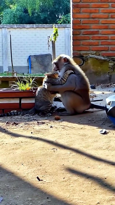 A Guerra Silenciosa do Quintal Gato vs Macaco #ConfrontoAnimal #TensãoNoQuintal #NaturezaReal