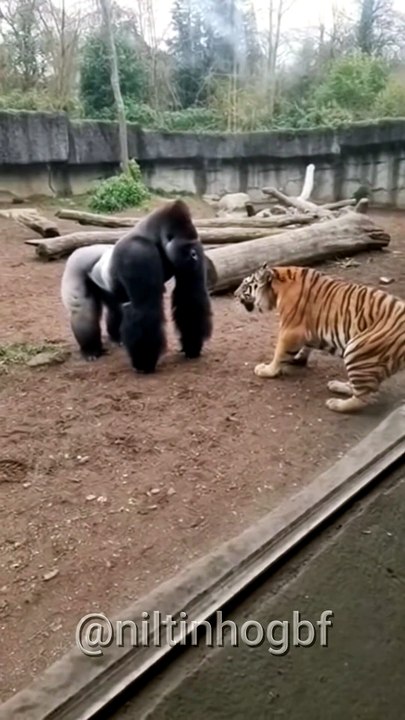 Adult Gorilla vs. Tiger The Confrontation #shorts #shortvideo #zoo #wildlife