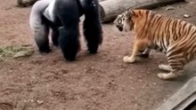 Adult Gorilla vs. Tiger The Confrontation #shorts #shortvideo #zoo #wildlife