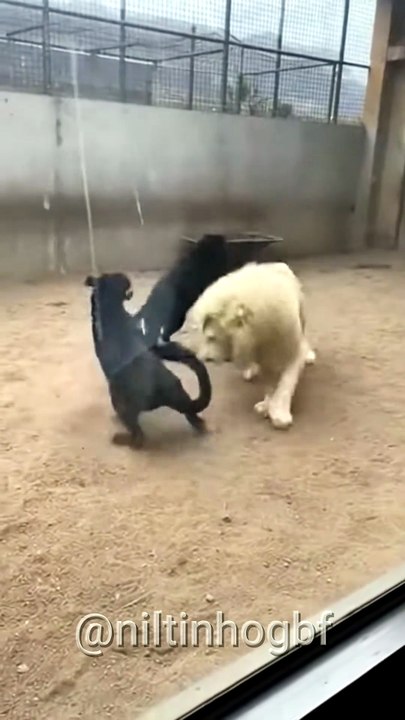 Albino Lion Faces Off Against Black Panthers in Enclosure #viral #wildlife #wild #animals #leopard