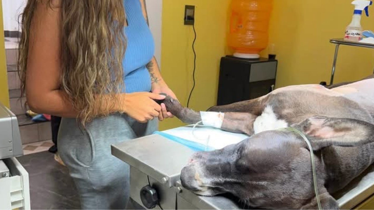 Perrito asesinado en Edomex