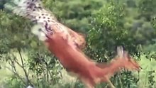 Incredible Safari Video Of A Wild Leopard Intercepting A Leaping Impala In Mid Air