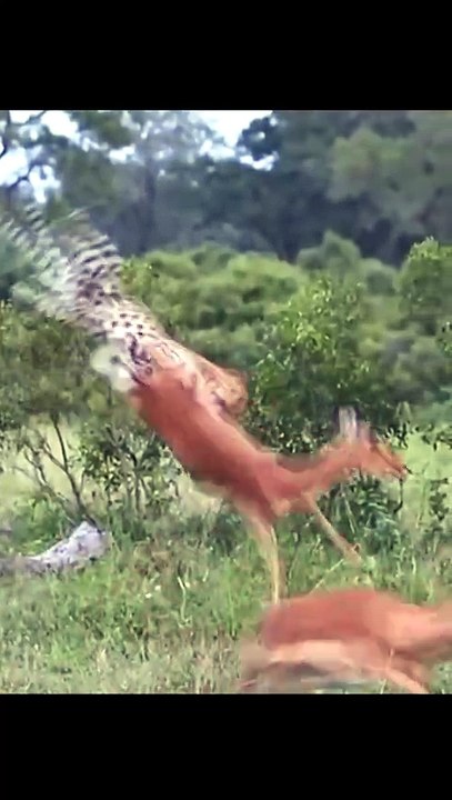 Incredible Safari Video Of A Wild Leopard Intercepting A Leaping Impala In Mid Air