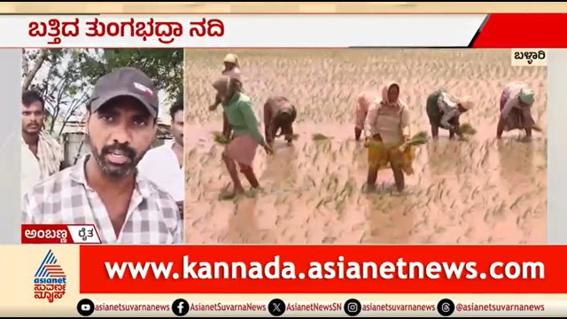 ಕೈಕೊಟ್ಟ ಮಳೆ, 5 ಸಾವಿರ ಎಕರೆಗೂ ಹೆಚ್ಚು ಪ್ರದೇಶದಲ್ಲಿ ಬೆಳೆದ ಭತ್ತ ನಷ್ಟ | Ballari | Drought In Karnataka